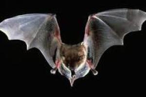 Oficios Sin datos  'MURCIELAGOS' Cel:0362-154607610